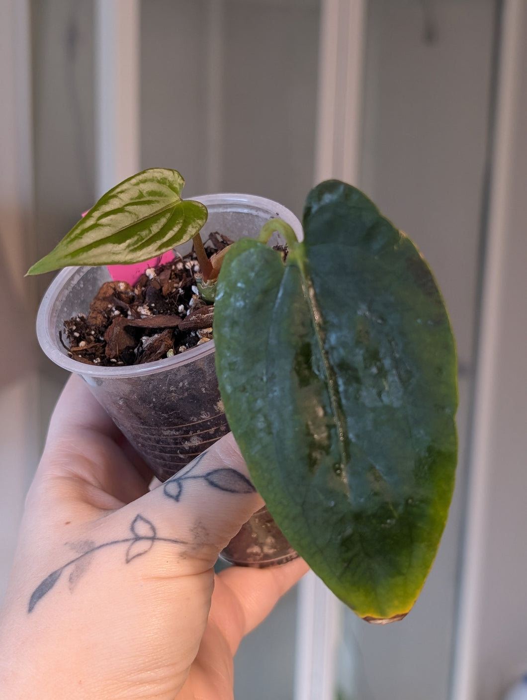 Anthurium pap ra5 x fsxrl