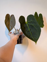 Load image into Gallery viewer, Anthurium forgettii x bvep
