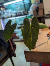 Load image into Gallery viewer, Anthurium FS x blue pap
