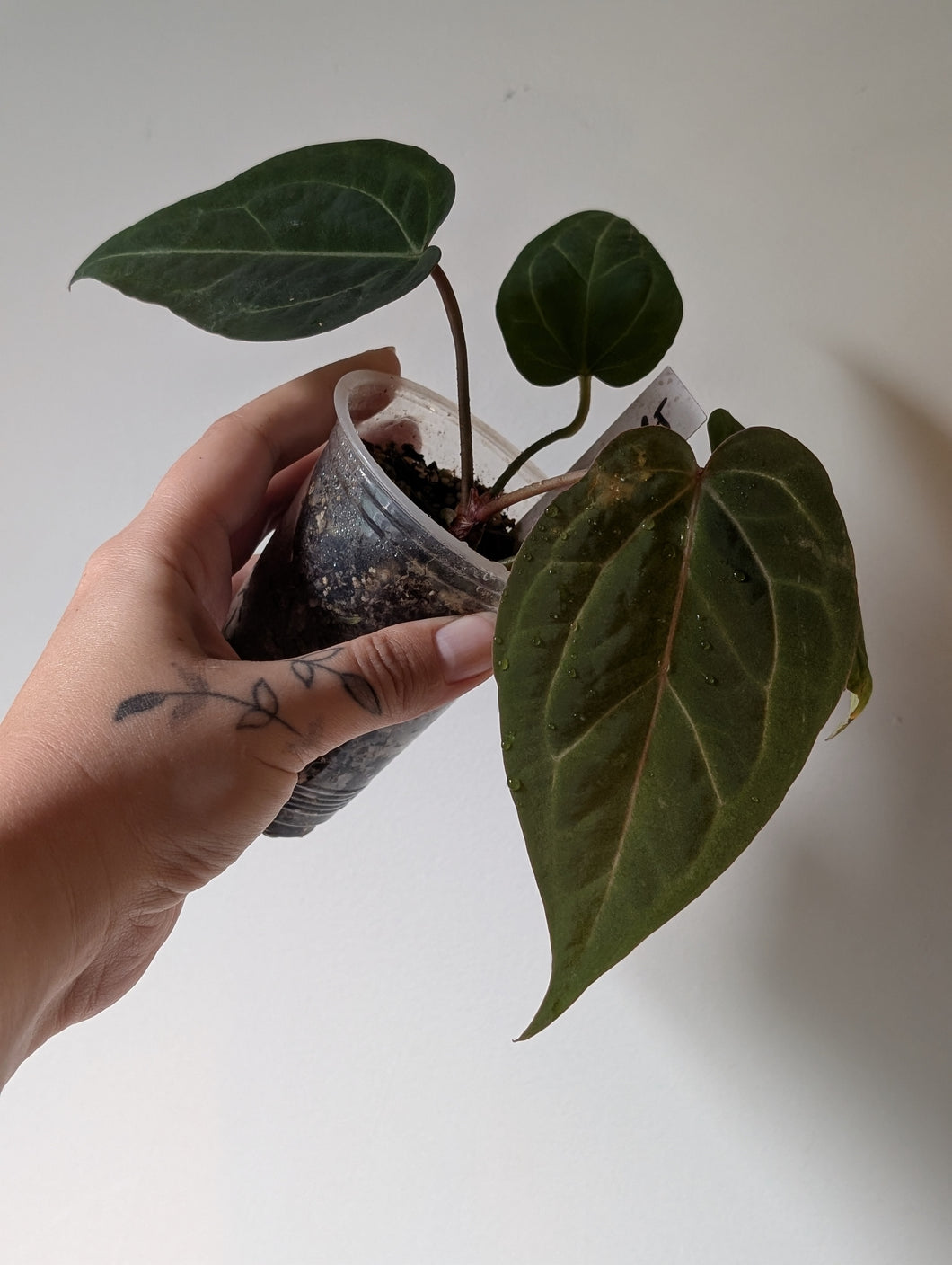 Anthurium red crystallinum x port ( from bunny)