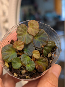 Begonia Sarawak