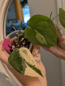 Scindapsus mangurai