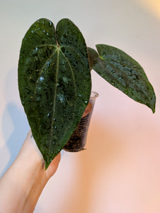 Anthurium Carla x ree pap