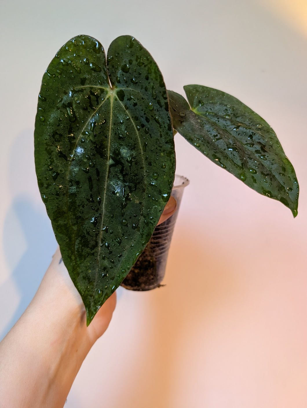 Anthurium Carla x ree pap