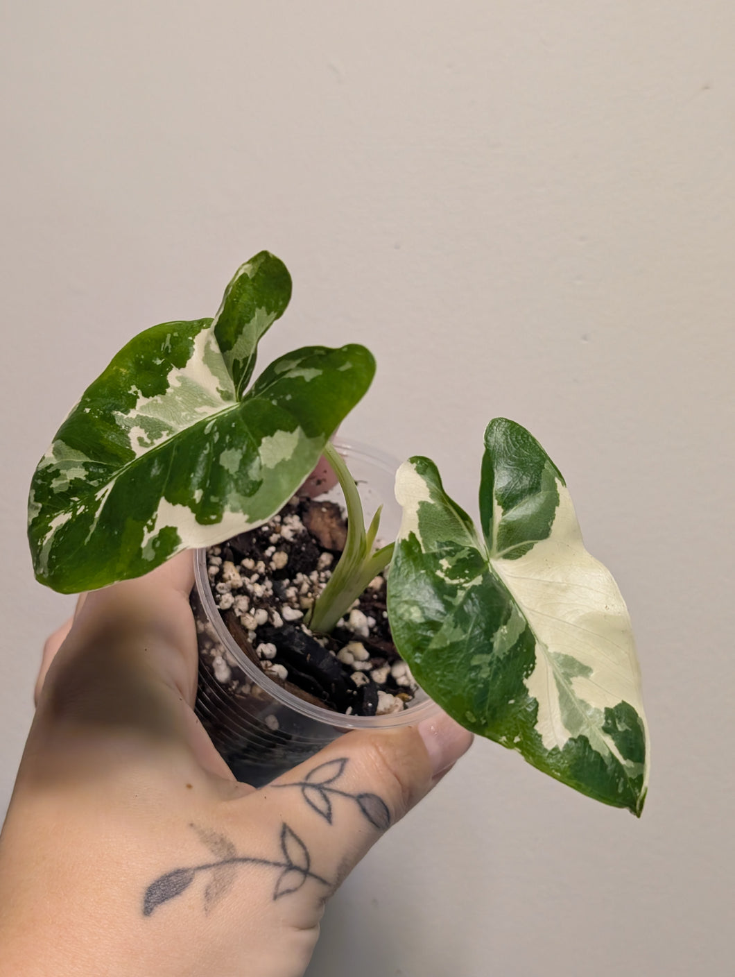 Alocasia macro camouflage