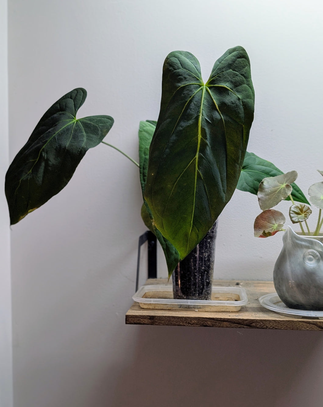 Anthurium FS x blue pap
