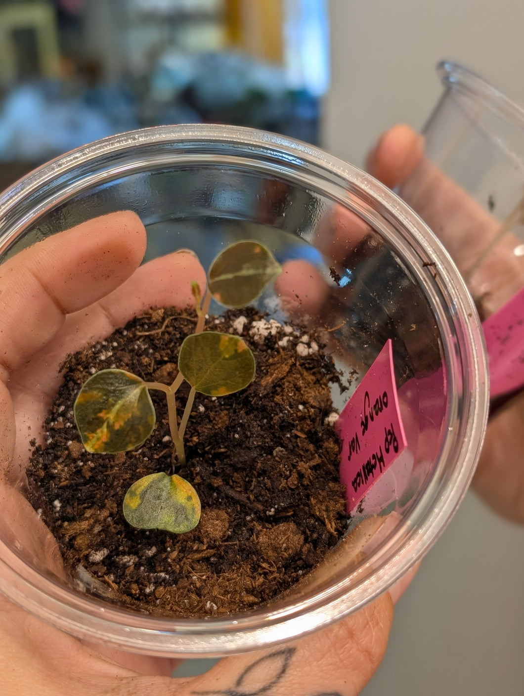 Peperomia metallica orange varigated