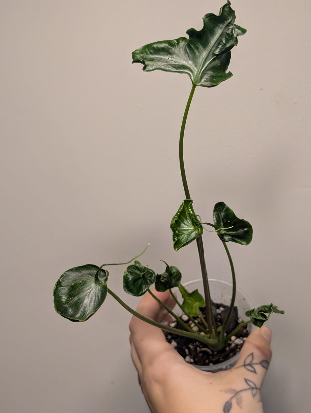 Alocasia teletubbie