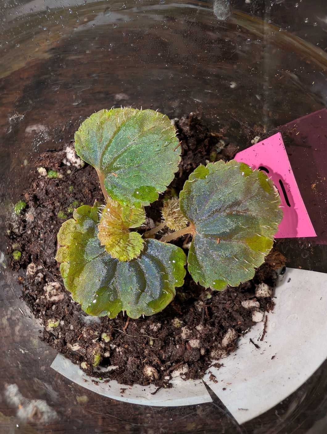 Begonia lugonis