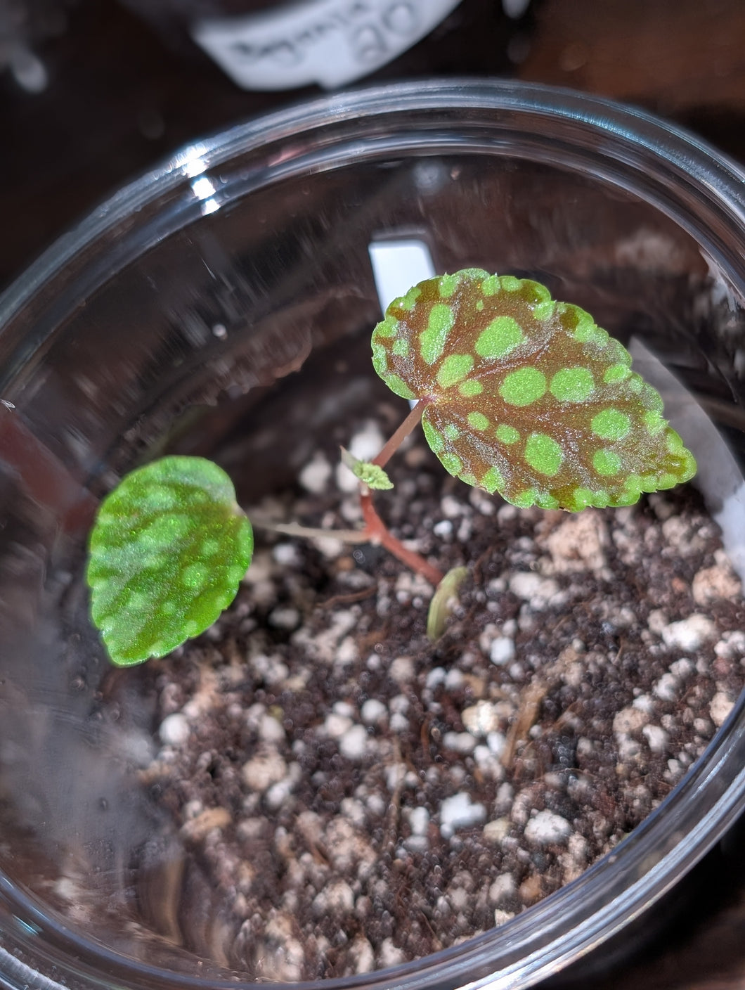 Begonia chlorosticta red