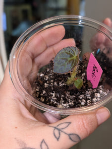 Begonia rockii