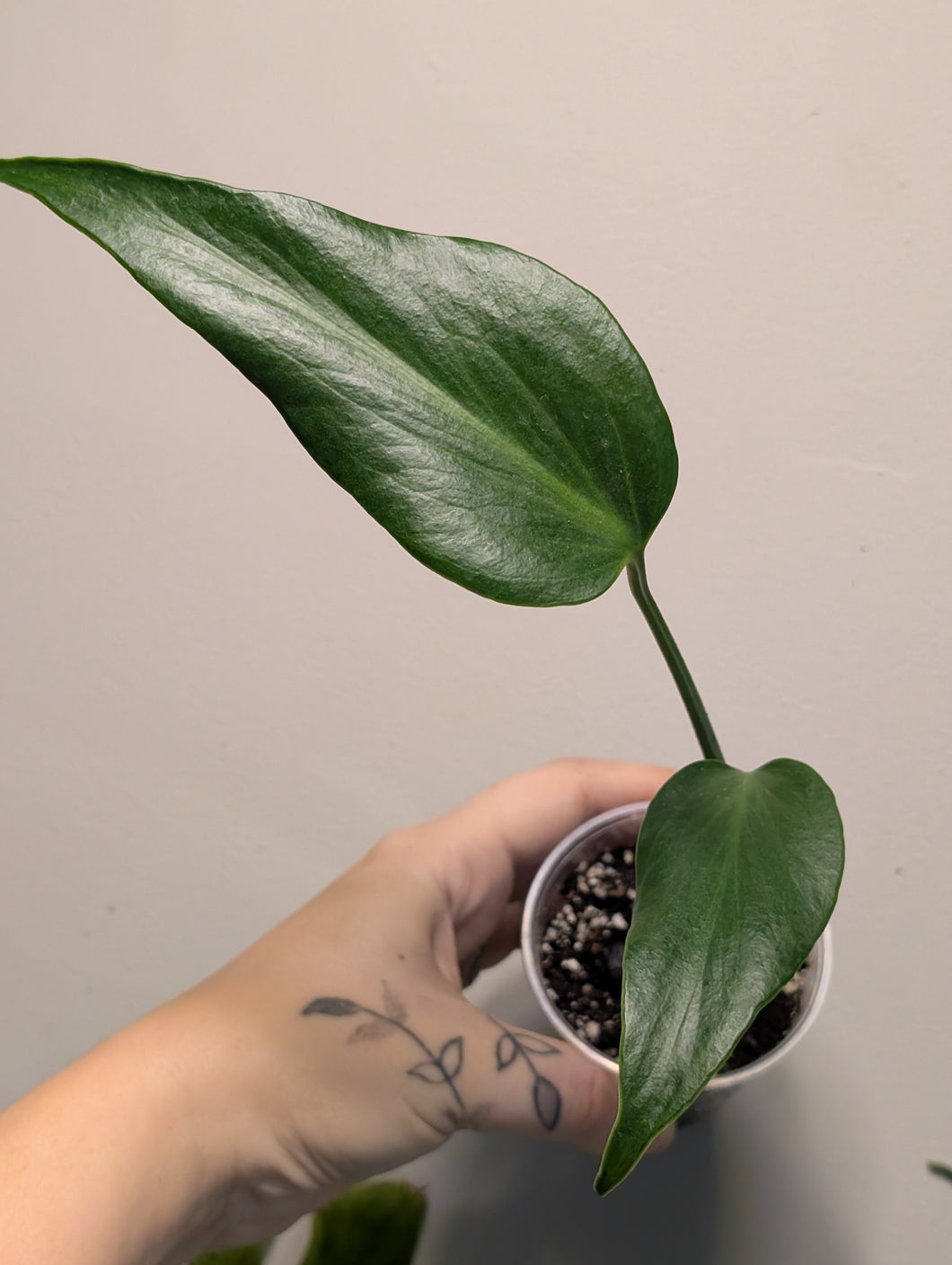 Monstera burle Marx flame