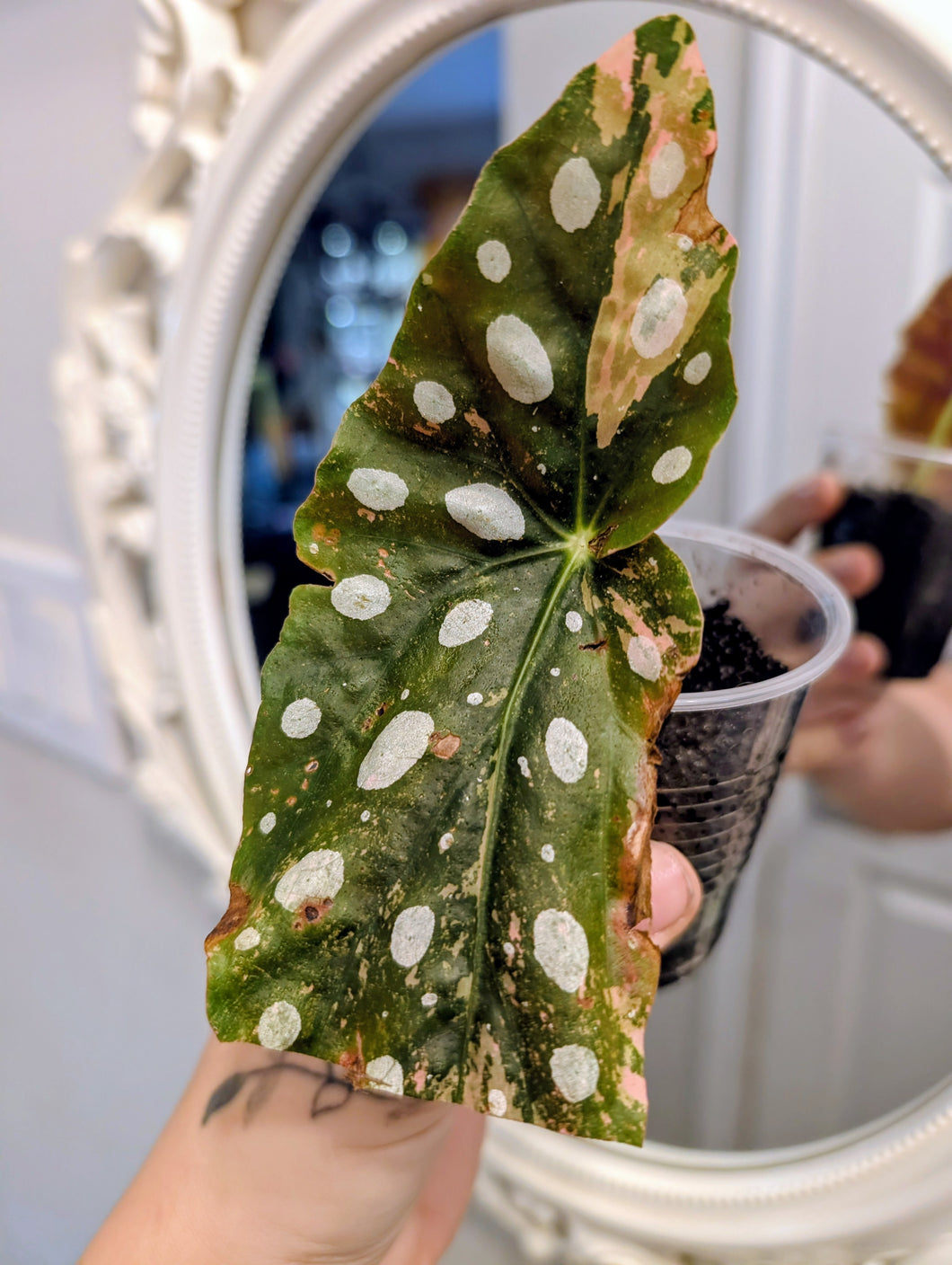Begonia maculata pink variegated bottom cut