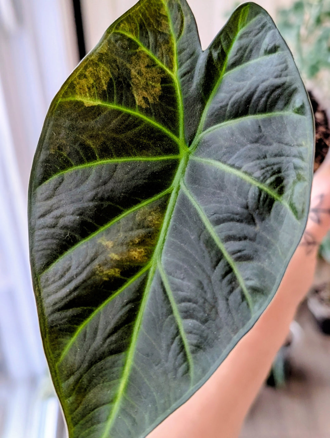 Alocasia regal shield aurea low var