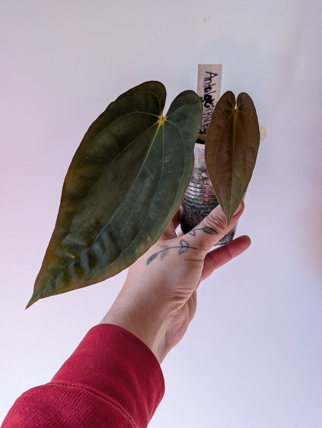 Anthurium bvep pure
