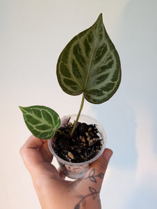 Anthurium Kos x kosxrc