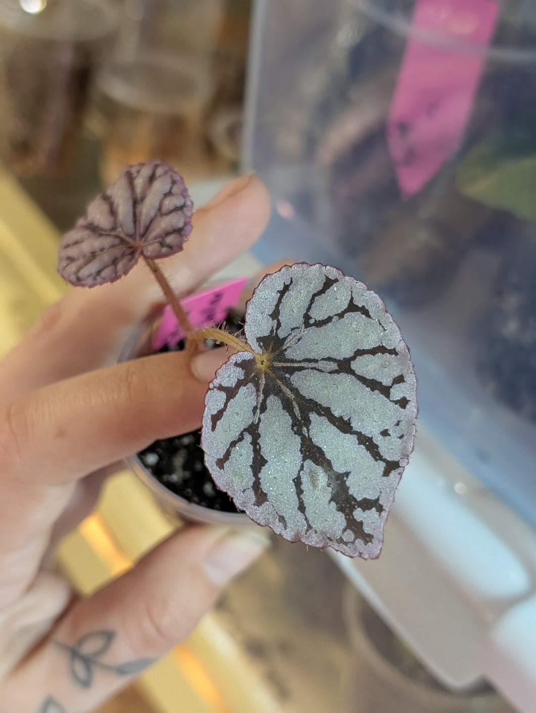 Begonia silver dollar
