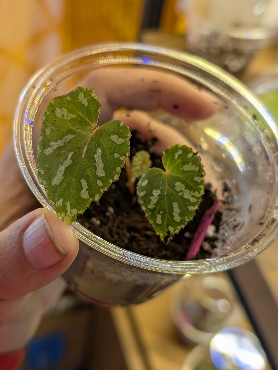 Begonia sp konmei u681