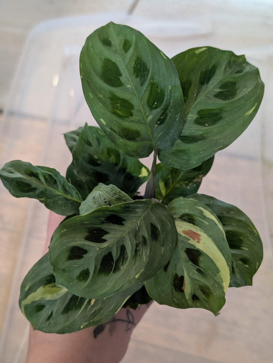Variegated maranta