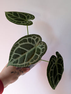 Anthurium( forgettii x tezula RC)x tezula RC