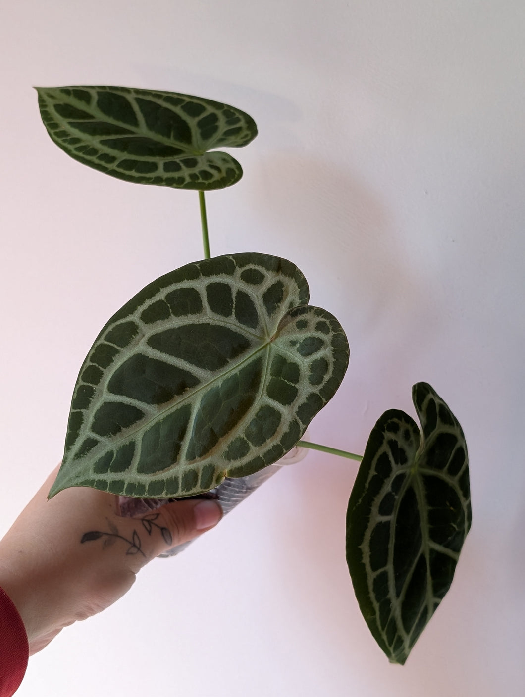 Anthurium( forgettii x tezula RC)x tezula RC