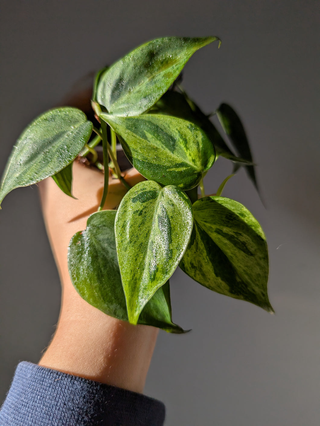 Philodendron heart leaf variegated