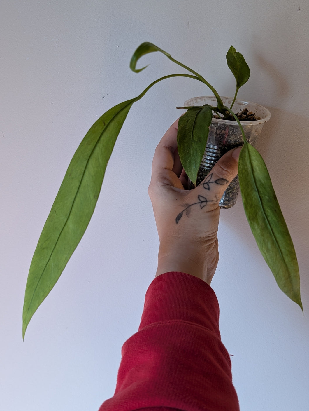Anthurium Variegated vittafolium A