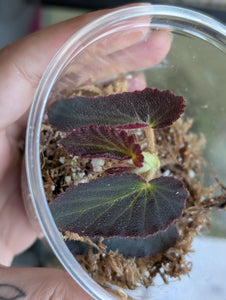 Begonia withlacoouchie
