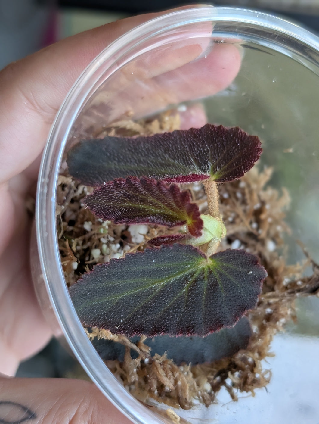Begonia withlacoouchie