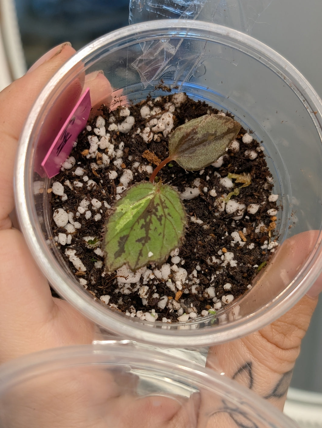 Begonia aketajawensis
