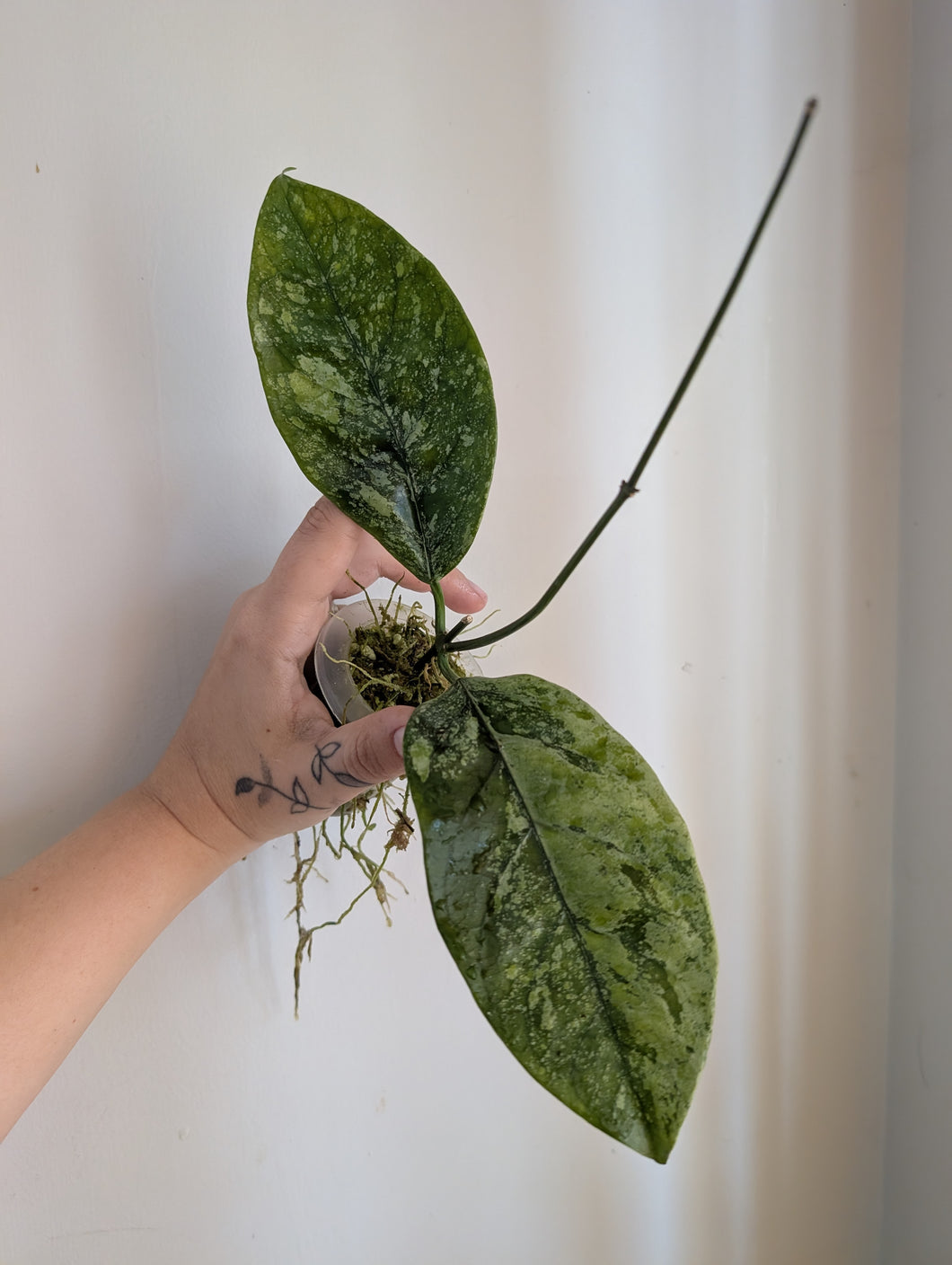 Hoya coriacea silver
