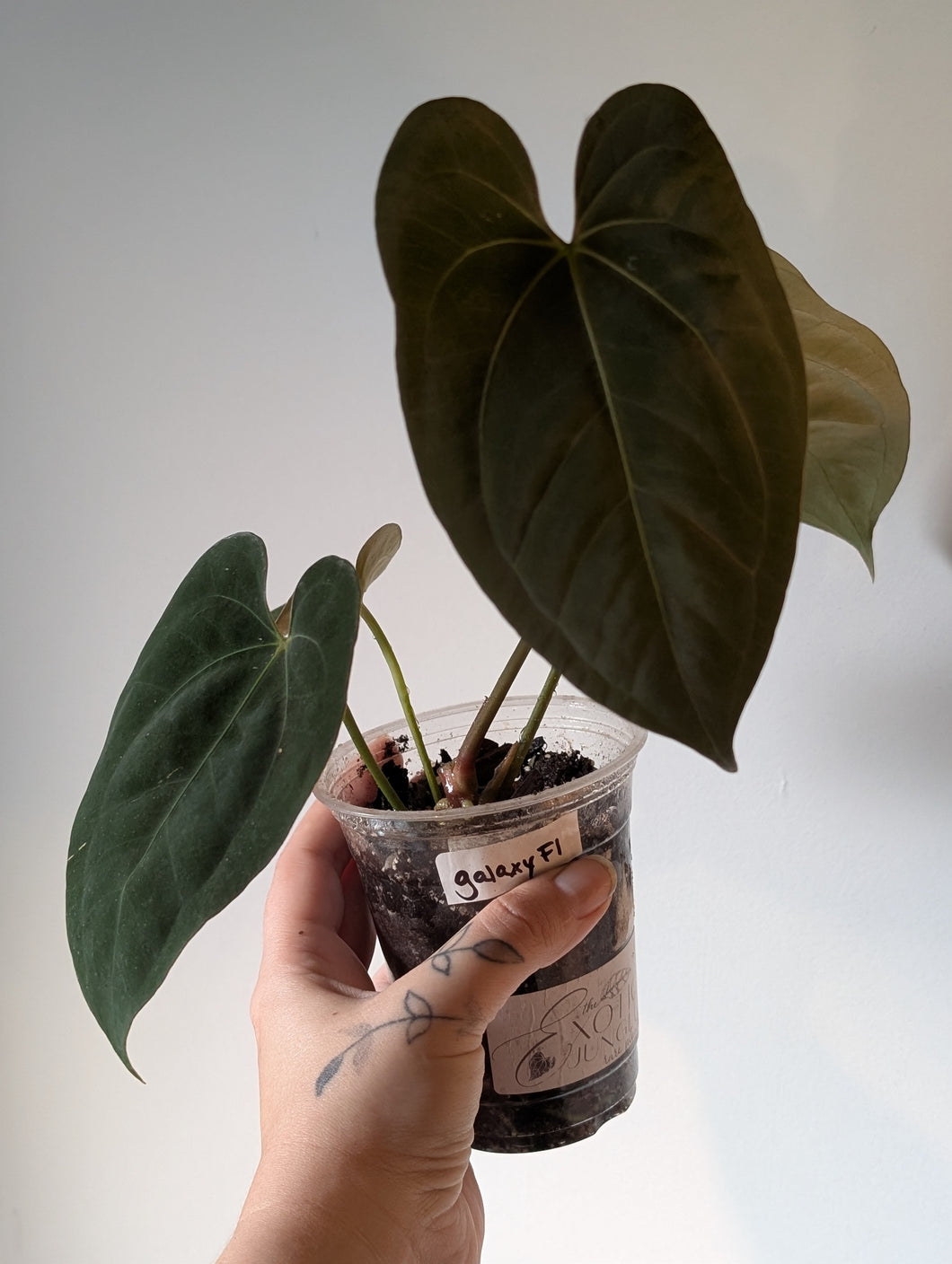Anthurium galaxy f1