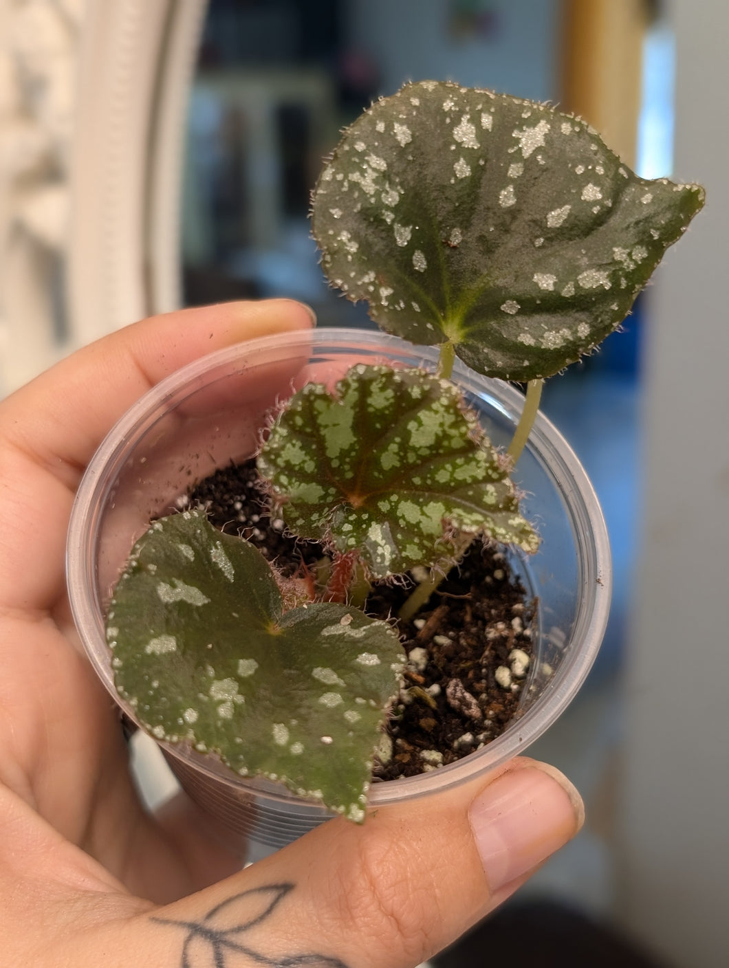 Begonia Nigritarum