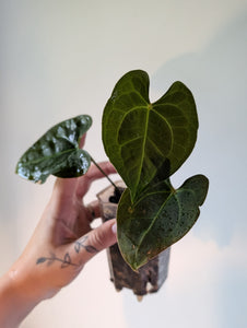 Anthurium Bess aff x forgettii