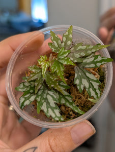 Begonia dregei
