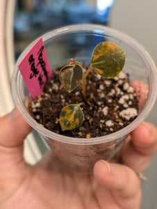 Peperomia metallica orange varigated