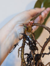 Load image into Gallery viewer, Tezula Aos dark form bottom cut
2 growth points
Lots of roots
