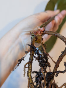 Tezula Aos dark form bottom cut
2 growth points
Lots of roots