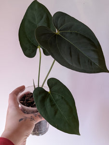 Anthurium galaxy f1