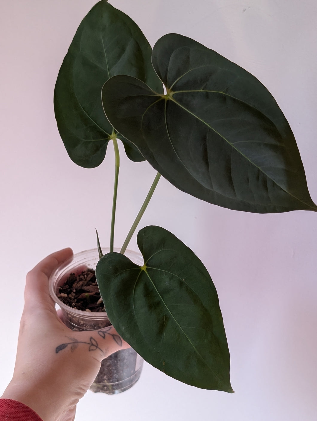 Anthurium galaxy f1