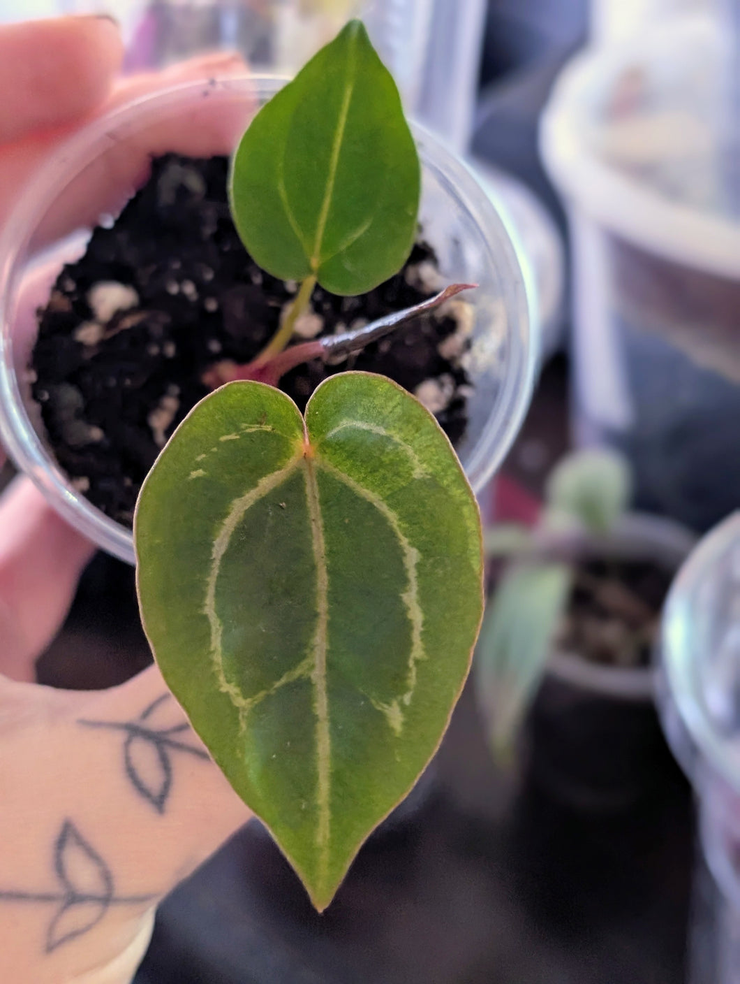 Anthurium tim Anderson memoriam ( Zara x Michelle)x red crystal