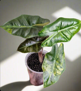 Alocasia pseudo sanderiana aurea