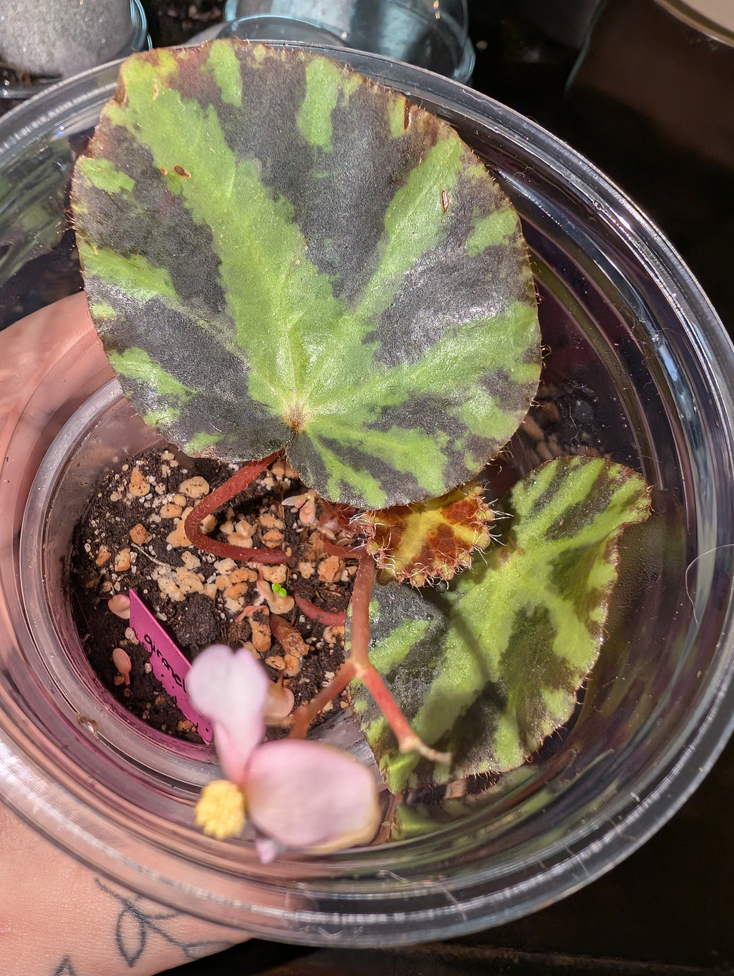 Begonia gironella