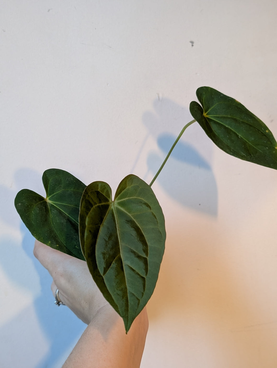 Anthurium FS x forgettii