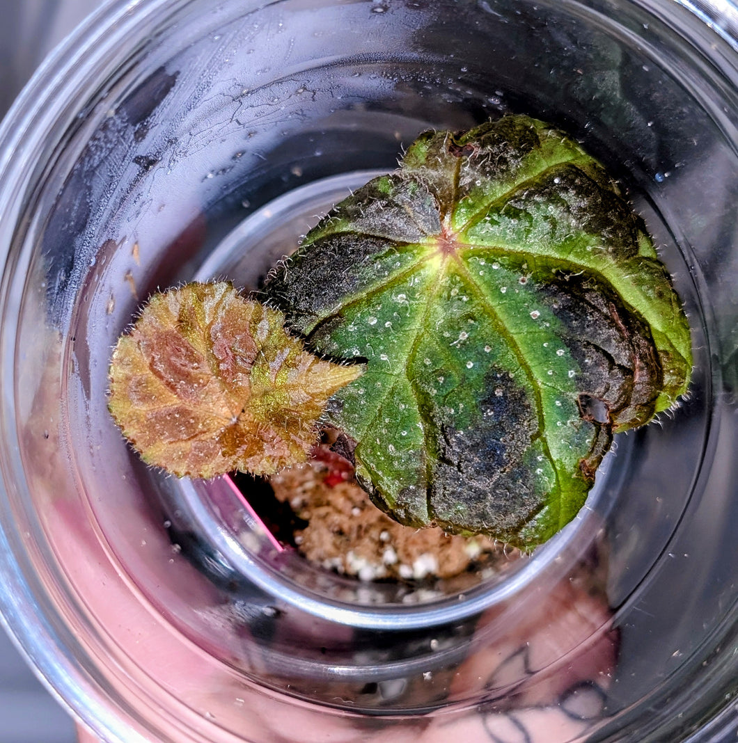 Begonia yellow sapphire