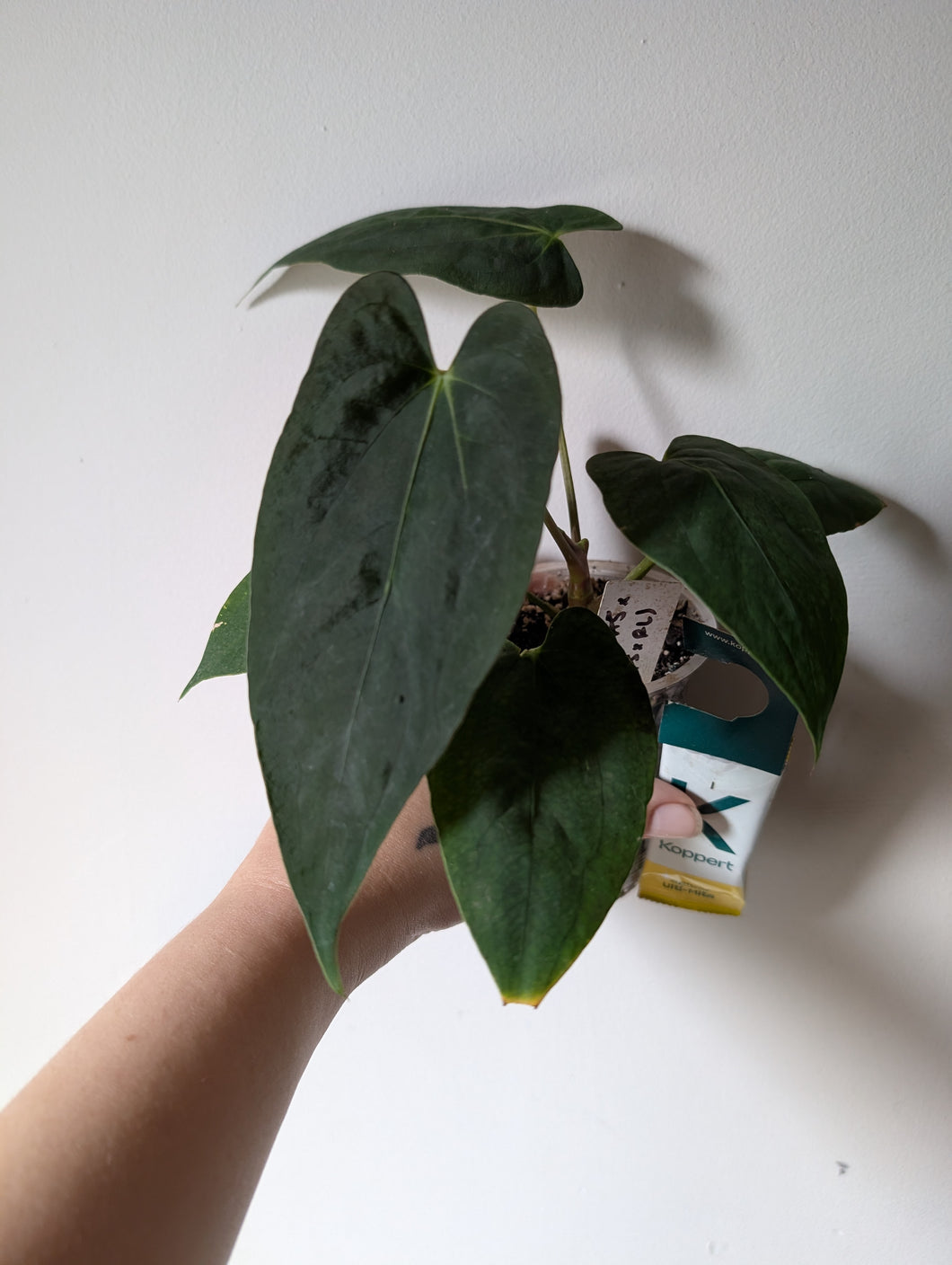 Anthurium pap ra5 x fsxrl
