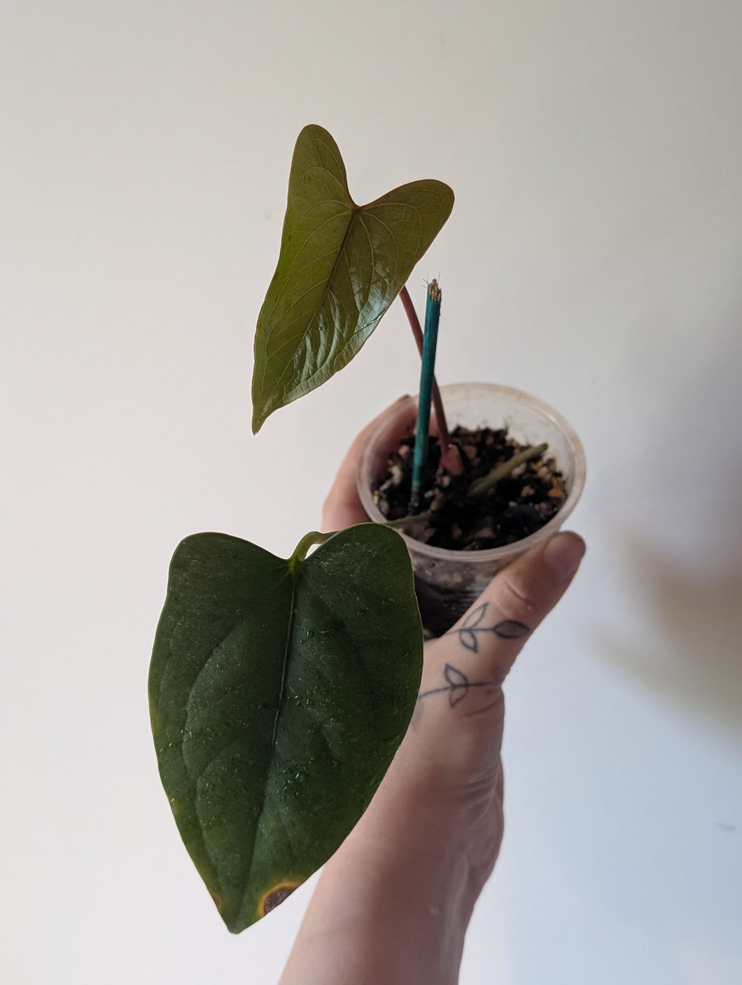Anthurium napo special
