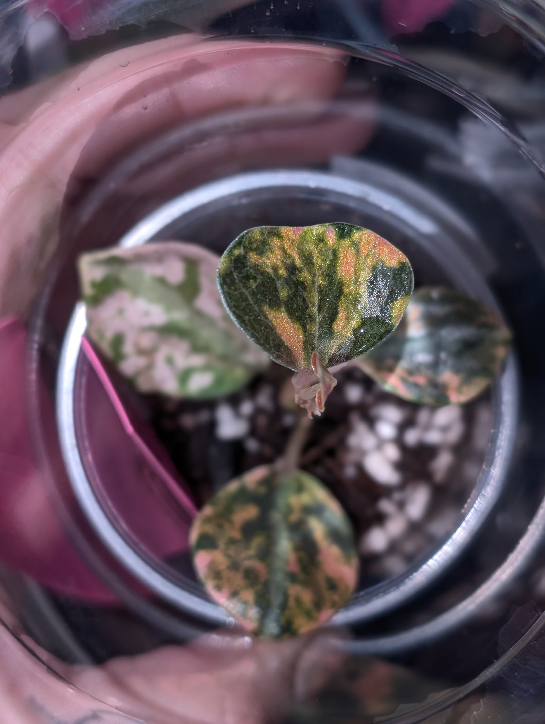 Peperomia metallica orange varigated