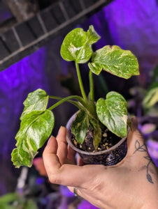 Monstera tri colour mutation