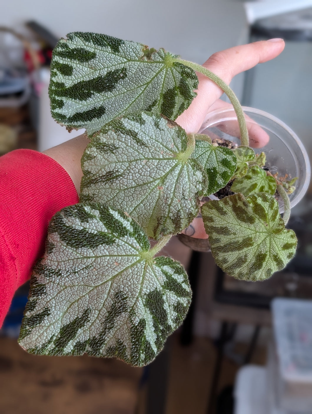 Begonia imperalis